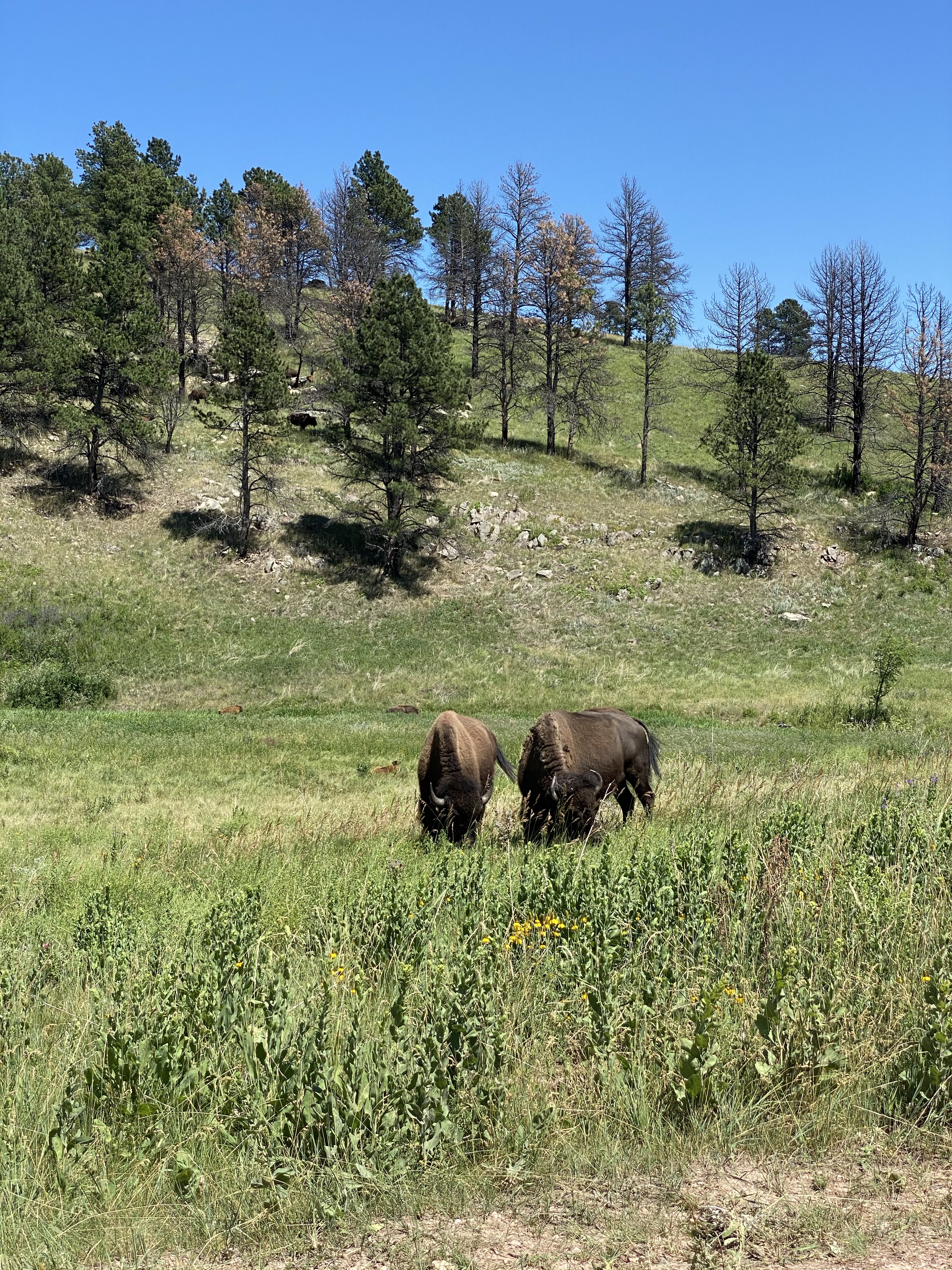 The Epic Black Hills | Traveler Joys